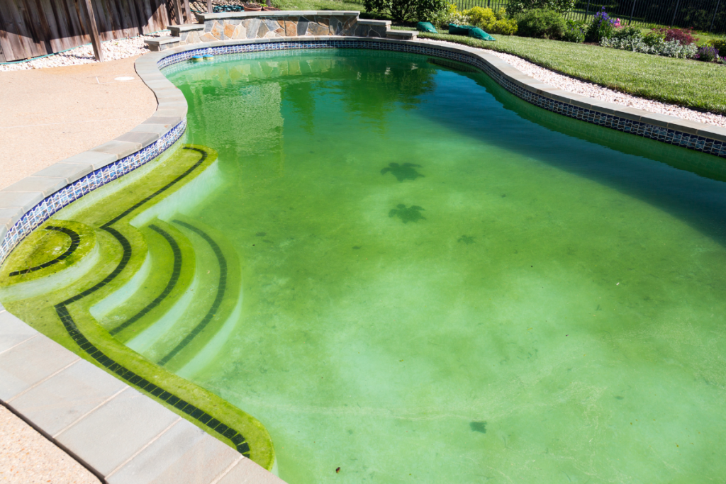 Algae in Swimming Pool